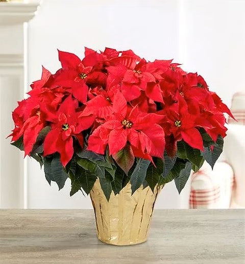 8" Poinsettia